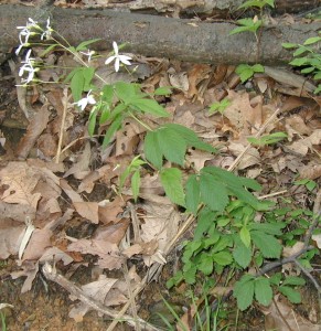 Bowman's Root flowering at the side of a mountain road.