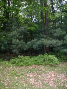 Small deerberry shrubs at the edge of the woods are 2-3 feet tall.