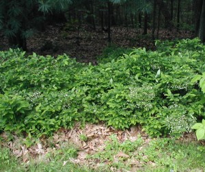 Deerberry blooming at the edge of the woods.