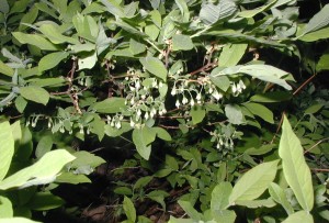 By holding up a branch of the deerberry, you can see how the flowers dangle below their stem.