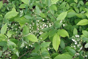 Mass blooming of deerberry. Note how the flowers are tucked behind the new growth of light green leaves.