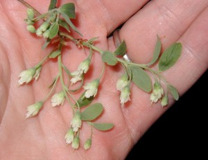 Three leafy bracted racemes are present in this closeup of deerberry flowers with their long stamens.