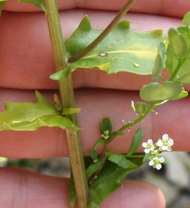 Flowers of four small white petals.