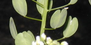 Developing seed pods are still green.