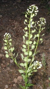 Mature plant of Field Pennycress showing many developing seed pods.