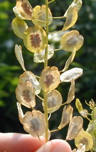 The small brown field pennycress seeds can be seen through the translucent seed pod.