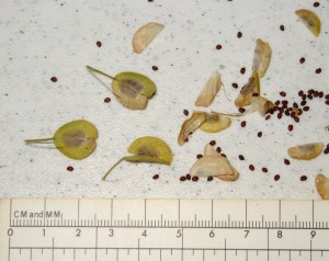 Field pennycress seed pods split down the middle to release their 2 mm long seeds.