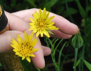 Composite flowers of Yellow Goatsbeard with long pointed bracts.