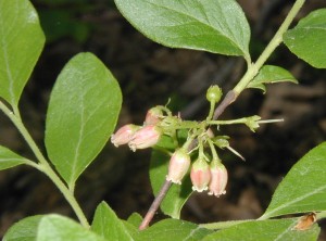 Pink cluster of lowbush blueberry flowers. Note that the flower clusters arise on the previous year's new growth, which has become woody.