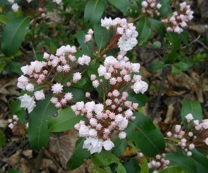 Mountain laurel flower buds start out pink and often lighten into white flowers when blossoming.