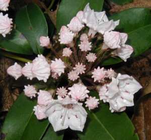 Each mountain laurel flower has little pits or pockets in the petals where stamens are neatly tucked.