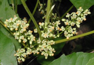 Flower cluster showing orange stamens and light green flower petals.