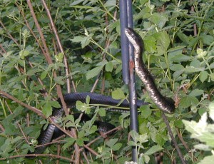 It's a black rat snake! Perhaps it was searching for a shrew-meal.