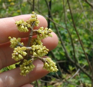 Tiny yellow flowers at the branch tips of Sargent Crabapple.