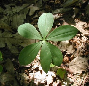 Fewer plants have six leaves to a whorl.