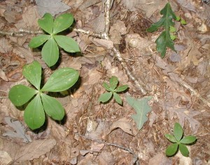 Five leaves are typical for whorled pogonia.