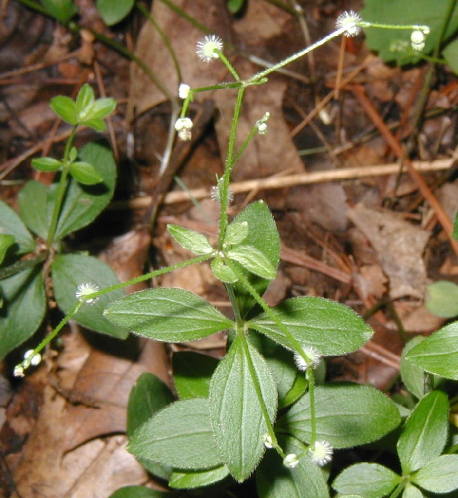 White Wild Licorice Flowers in the Summer Woods
