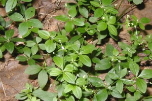 Leaves of wild licorice have three prominent veins.