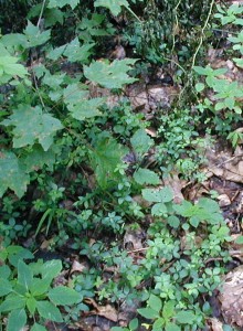 Wild white licorice on the south side of the farmer's lane.