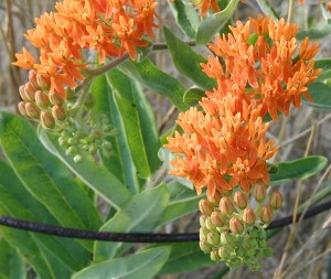 A closer look at the orange flowers of Butterfly Weed.
