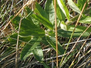 Oval hairy leaves of butterfly-weed alternate up its hairy stem.