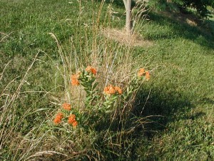 Butterfly Weed in the lawn is protected from the mower with a wire cage.