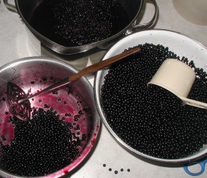 Bowls of elderberries during processing to make jelly.