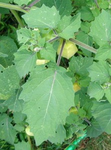 Leaves of the ground cherry plant look similar to the leaves of nightshade.