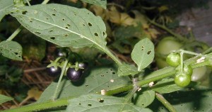 Green and black berries of Common Nightshade. Note the five, star-like sepals of the berries.