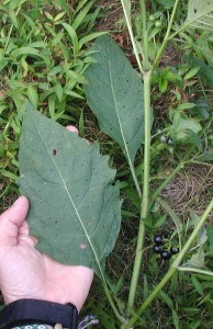 Large lower leaves of Common Nightshade. Note the black or green berry clusters that arise in between leaves right from the main stem.