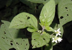 Bug-bitten leaves of nightshade and five-petaled white flowers.