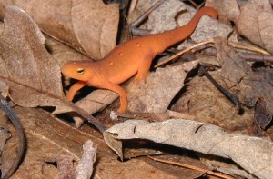 Red eft tramping through the woods in the mountains.