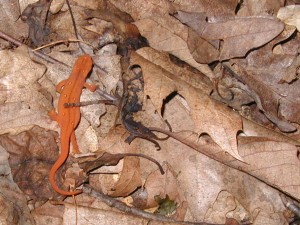 Looking down on a salamander found walking in the woods early in the morning.