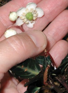 Unusual arrangement of stamens in the downward hanging flowers.