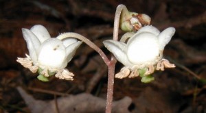 Closeup side-view of spotted wintergreen flowers.