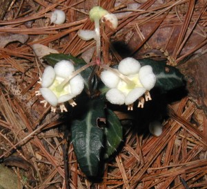 Looking down on two blooms of spotted wintergreen and some fallen petals from a third blossom.