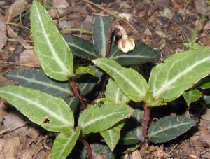 Pale midribs on leaves of spotted wintergreen.