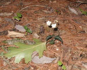 Spotted wintergreen blooming underneath a white pine tree.