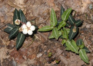 Spotted wintergreen blooming from established foliage.