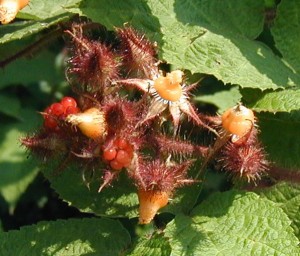 A wineberry cluster showing orange cones left behind where berries were picked. Unripened berries are each still covered by a hairy, red calyx.
