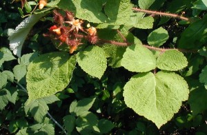 Fruit cluster at the tip of a wineberry cane. Note the red, hairy, thorny canes and three leaflets with one being larger than the other two.