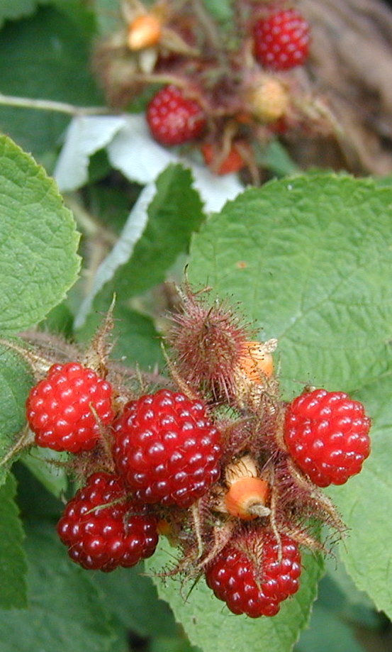 Berry Picking in the Sourlands and Wineberry Preserves
