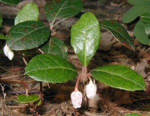 Teaberry in bloom.