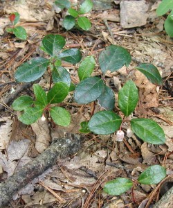 A cluster of wintergreen plants.