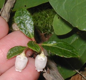 The smallest blooming wintergreen plant measures less than two inches across.