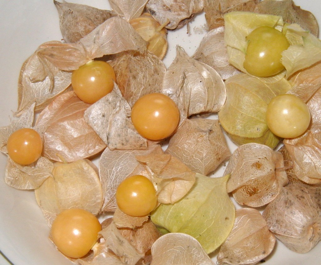 Peel back the paper husk to reveal the tiny yellow tomato.