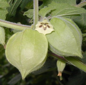 Close-up showing the husk tomato paper sheath, light-colored bell-shaped flower with a dark center, and overall fuzziness of the plant.