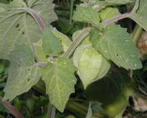 Leaves are scalloped with irregular teeth and often have a heart-shaped based, but not always.