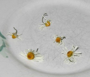 Chamomile flowers, dried