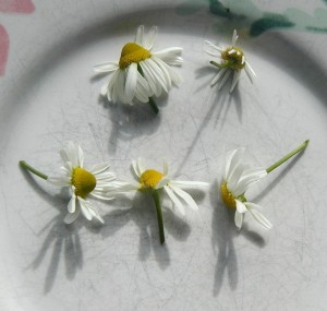 chamomile flowers, fresh